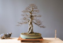 tropiart-2023-04 - bonsai-26.jpg