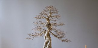 tropiart-2023-04 - bonsai-26.jpg