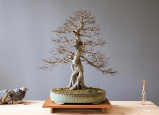 tropiart-2023-04 - bonsai-26.jpg