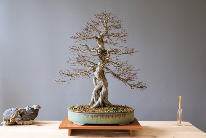 tropiart-2023-04 - bonsai-26.jpg
