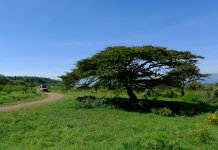 deluxetravelclub_luksusowe wakacje w Kenii-9_6.jpg