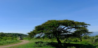 deluxetravelclub_luksusowe wakacje w Kenii-9_6.jpg